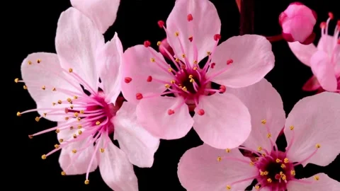 Delicate Pink Cherry Blossoms with Yellow Stamen on Black Background Video stock 306165515
