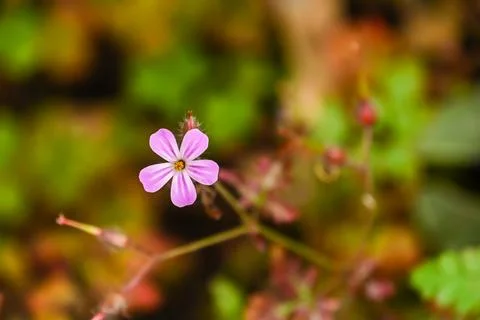 Delicate pink Cosmos Stock Photos
