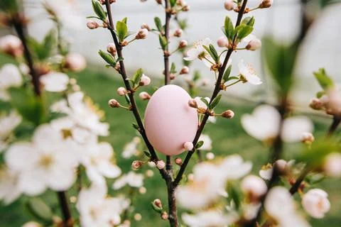 Delicate pink Easter egg nestled among blooming cherry blossoms in spring Stock Photos