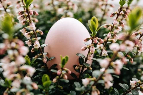Delicate pink Easter egg nestled among blooming heather branches in soft ligh Stock Photos