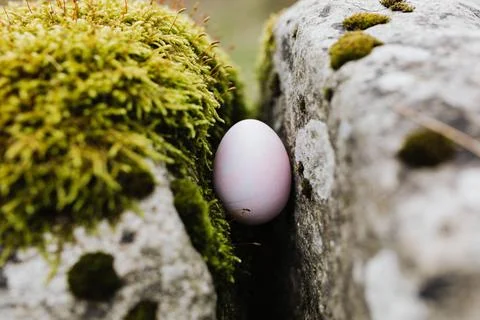 Delicate pink egg nestled between mossy rocks in a natural outdoor setting Stock Photos
