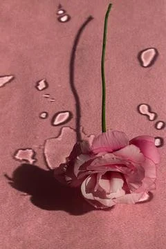 Delicate pink eustoma rose flower on a light background with water drops Stock Photos