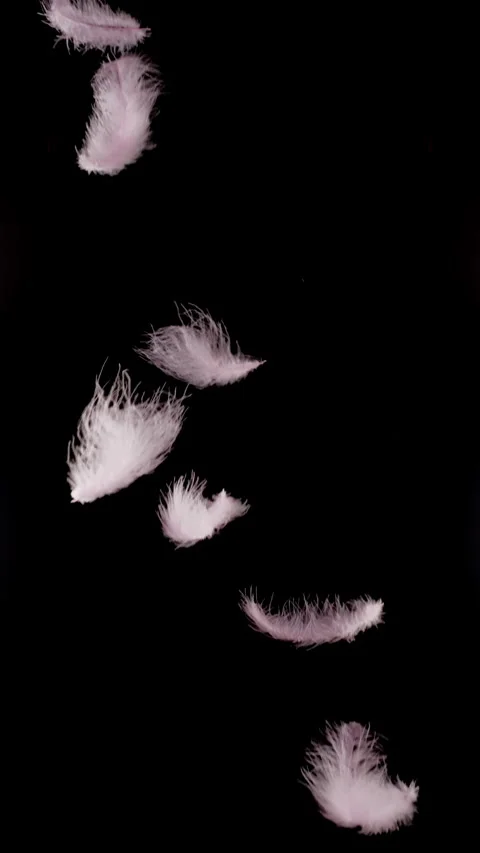 Delicate Pink Feathers Drifting Downward.  Video stock 329602609