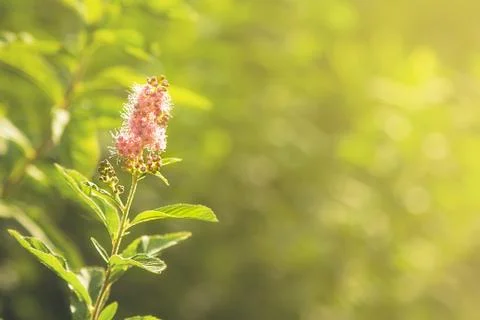 Delicate pink flower close-up on a branch bathed in Sunny golden light. Stock Photos