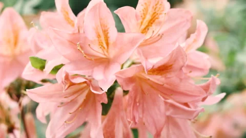 The delicate pink flower opens its butthole during the seasonal bloom 動画素材 244977639