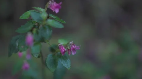 Delicate Pink Flower in Soft Focus Stock Footage 303429376