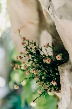 Delicate pink flowering plant with tiny clustered blossoms growing from tex.. Stock Photos
