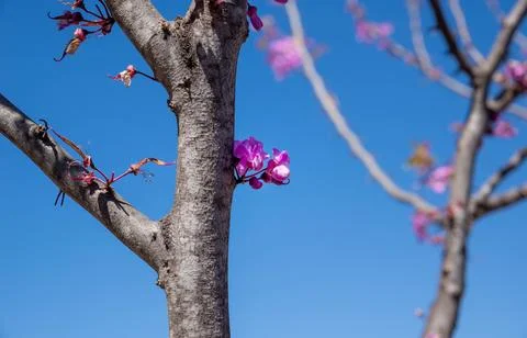 Delicate pink flowers appear on tree trunk with vibrant blue sky in backgro.. Stock Photos