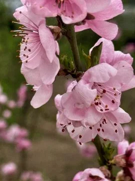 Delicate Pink Flowers Blooming In Spring Stock Photos