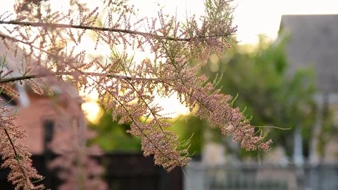 Delicate pink flowers blooming on tree branches swaying gently in the breez.. Vidéo 335156500
