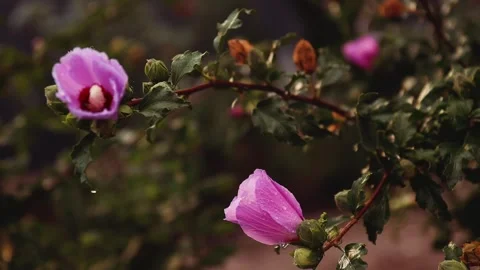Delicate Pink Flowers Stock Footage 303009344