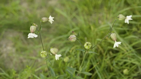 Delicate pink flowers gently move in the wind on a green meadow 스톡 동영상 219803499