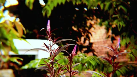 Delicate pink flowers sway gently in the breeze Stock Footage 297033206