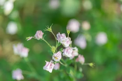 Delicate pink flowers on thin stems amidst blurry background. Fragile pink .. Stock Photos