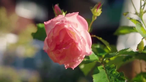 Delicate pink garden rose covered with sparkling dew drops, glowing in warm.. Stock Footage 346738960