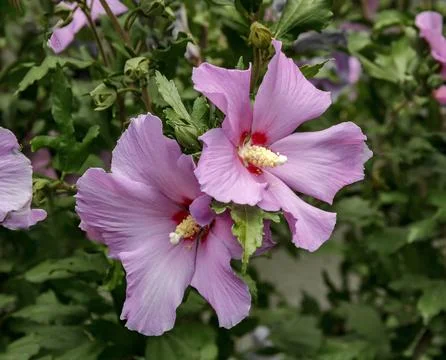 Delicate Pink Hibiscus Stock Photos