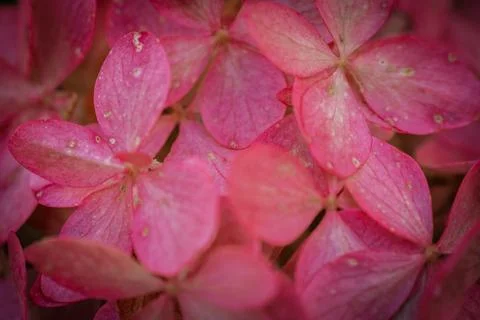 Delicate pink hydrangea flower in macro photography. Stock Photos