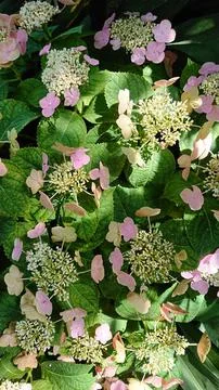Delicate pink hydrangea flowers in bloom Stock Photos