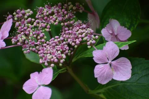 Delicate pink hydrangea flowers bloom in lush green garden foliage during s.. Foto stock
