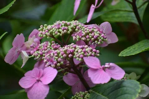 Delicate pink hydrangea flowers bloom with tiny buds in a lush garden setting Foto stock