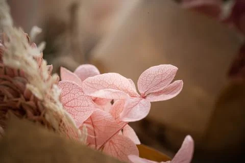 Delicate pink hydrangea flowers up close Stock Photos