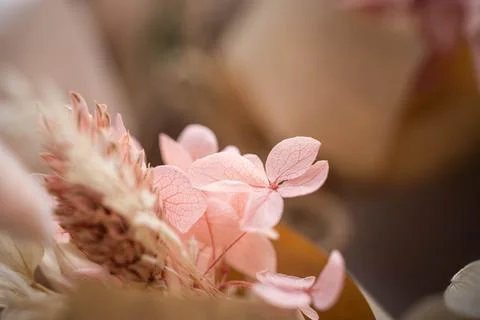 Delicate pink hydrangea flowers up close Stock Photos