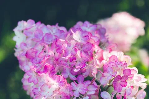 Delicate pink hydrangea flowers Stock Photos