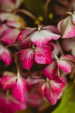 Delicate pink hydrangea flowers Stock Photos