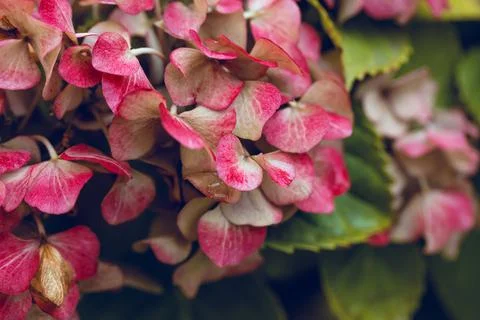 Delicate pink hydrangea flowers Foto stock