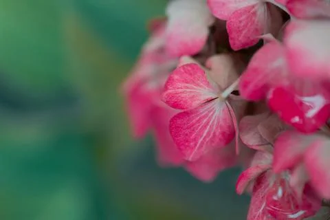 Delicate pink hydrangea flowers Stock Photos