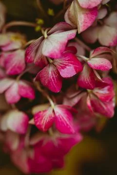 Delicate pink hydrangea flowers Stock Photos