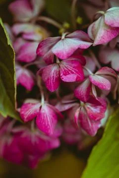 Delicate pink hydrangea flowers Stock Photos