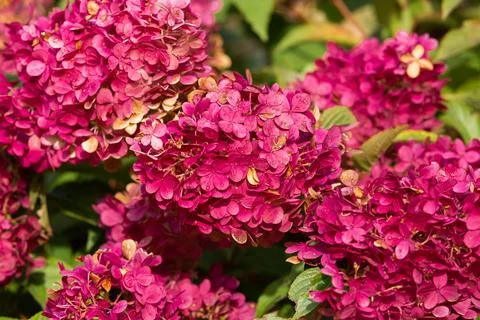 Delicate pink hydrangea flowers Stock Photos