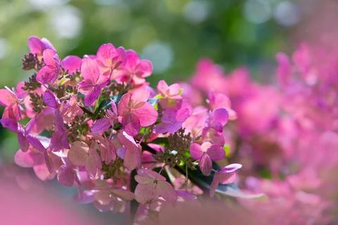 Delicate pink hydrangea flowers Stock Photos