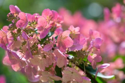 Delicate pink hydrangea flowers Foto stock