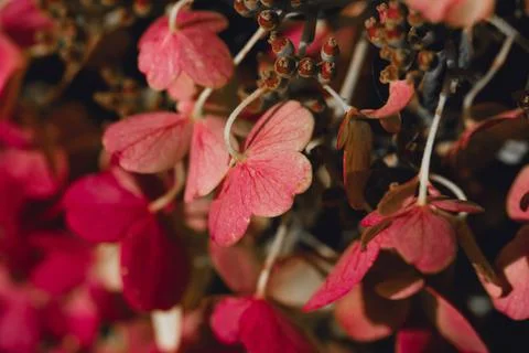 Delicate pink hydrangea flowers in soft sun light close-up Stock Photos