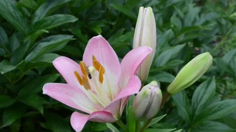 Delicate pink lily Stock Footage 56828498