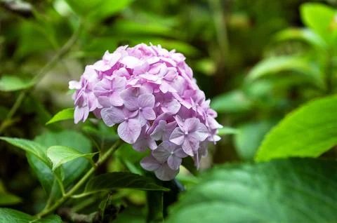 Delicate pink mophead Hydrangea bloom surrounded by lush green leaves Stock Photos