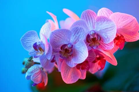 Delicate pink Orchid with dew drops close-up on light blue background 库存照片