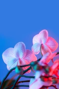 Delicate pink Orchid with dew drops close-up on light blue background Stock Photos