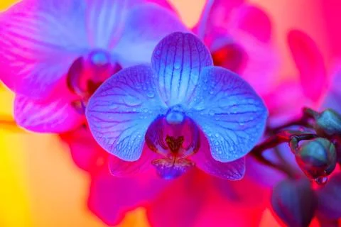 Delicate pink Orchid with dew drops close-up on light blue background Photos