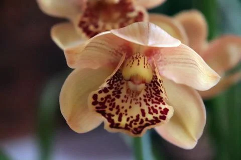 Delicate Pink Orchidea Flower Stock Photos