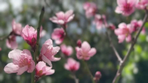 Delicate pink peach blossoms on a tree branch gently swaying in a light breeze Stock Footage 330971442