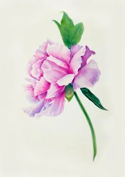 Delicate pink peony Stock Illustration