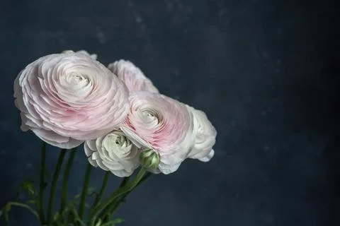 Delicate pink ranunculus on a gray background Stock Photos
