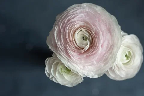 Delicate pink ranunculus on a gray background Stock Photos