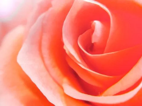 Delicate pink rose background. Soft colors Stock Photos