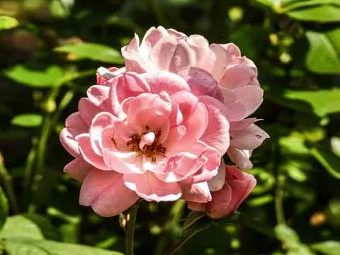 Delicate pink rose bloom with soft petals and green foliage background in s.. Stock Photos