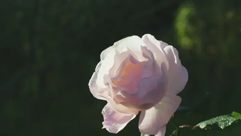Delicate pink rose in dew drops. Close up Stock Footage 228113263
