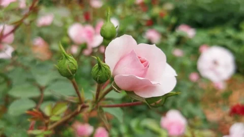 A delicate pink rose flower with buds sways in the wind in a summer garden. Stock Footage 337567716